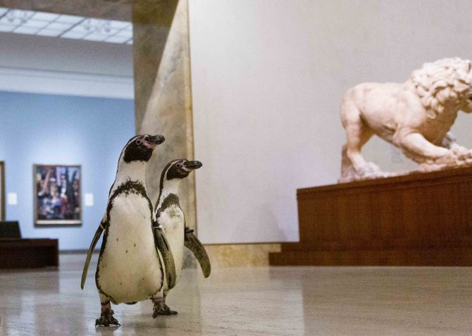 Ba chú chim cánh cụt được mời đến tham quan và thưởng thức nghệ thuật đỉnh cao trong bảo tàng Mỹ vào mùa cách ly - Ảnh 5.