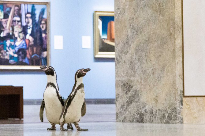 Ba chú chim cánh cụt được mời đến tham quan và thưởng thức nghệ thuật đỉnh cao trong bảo tàng Mỹ vào mùa cách ly - Ảnh 6.