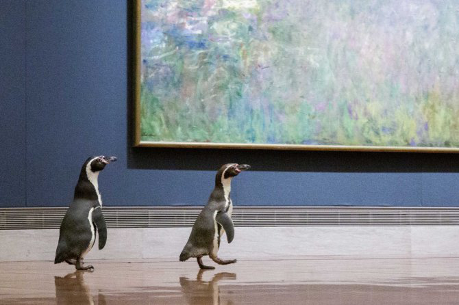 Ba chú chim cánh cụt được mời đến tham quan và thưởng thức nghệ thuật đỉnh cao trong bảo tàng Mỹ vào mùa cách ly - Ảnh 1.