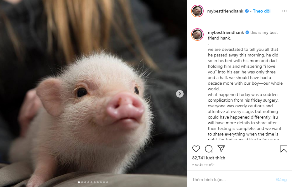 Chú lợn 3 tuổi nổi tiếng trên Instagram với hơn 400k follow đã qua đời vì biến chứng phẫu thuật! - Ảnh 1.