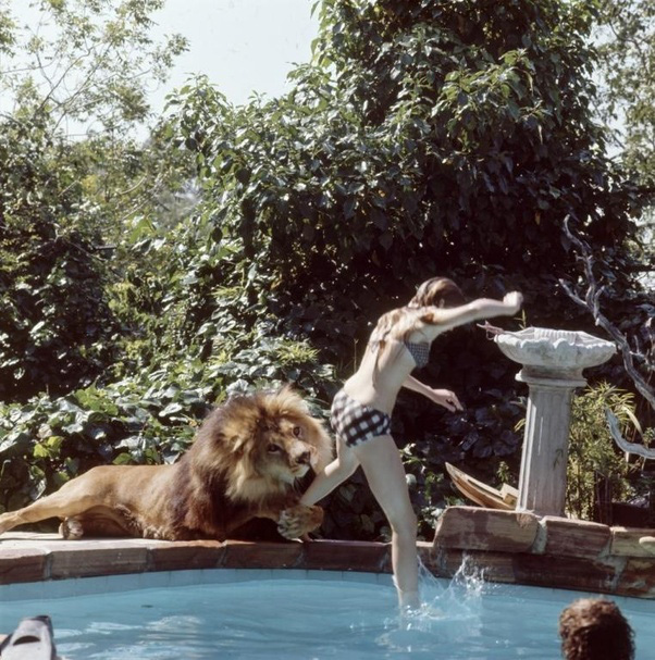 Bức ảnh con sư tử tấn công cô gái trẻ ngỡ là khoảnh khắc kinh hoàng cuối cùng của nạn nhân nhưng sự thật trái ngược hoàn toàn - Ảnh 1.