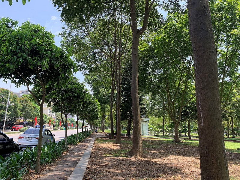 Hàng nghìn cây sao đen được Chủ tịch Quốc hội Nguyễn Thị Kim Ngân chỉ đạo trồng ở Hải Dương cách đây gần 20 năm, giờ ra sao? - Ảnh 4. Hàng nghìn cây sao đen được Chủ tịch Quốc hội Nguyễn Thị Kim Ngân chỉ đạo trồng ở Hải Dương cách đây gần 20 năm, giờ ra sao? - Ảnh 4.