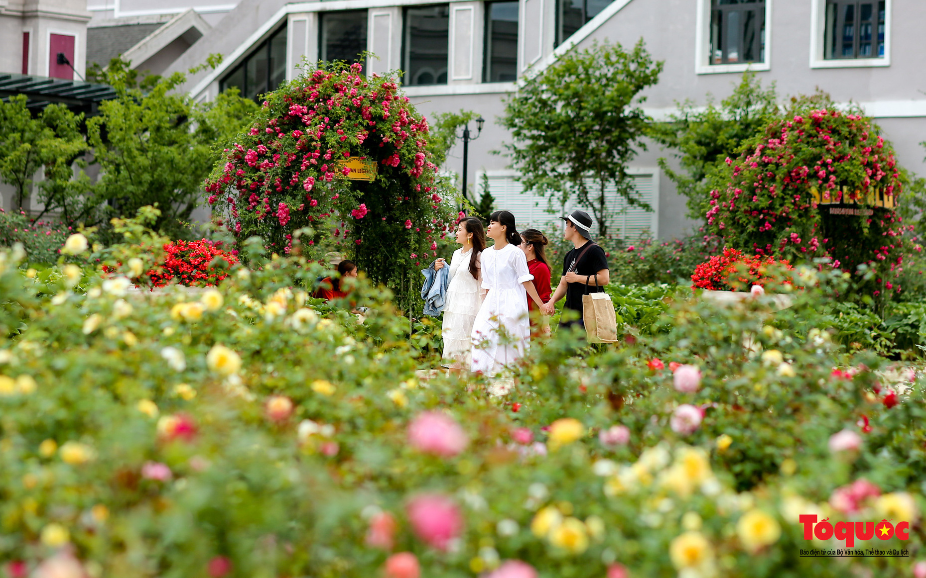Ngắm thung lũng hoa hồng tuyệt đẹp nhận kỷ lục lớn nhất Việt Nam