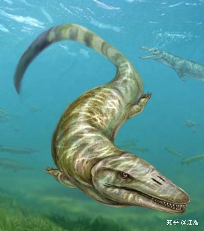 Pannoniasaurus: Quái vật dài 6 mét ở vùng nước ngọt của Hungary - Ảnh 4.