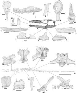 Pannoniasaurus: Quái vật dài 6 mét ở vùng nước ngọt của Hungary - Ảnh 3.