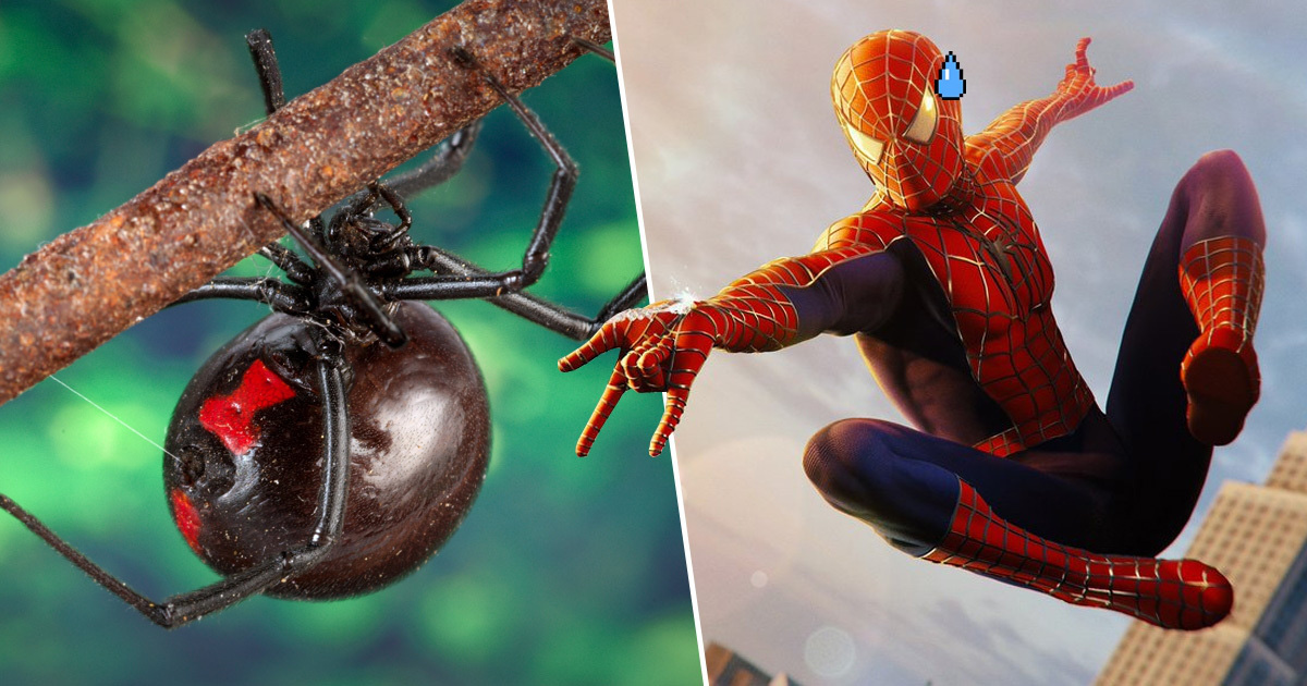 3 anh em tự cho con nhện độc nhất thế giới cắn nhằm &quot;biến thành Spider-man&quot; - Ảnh 2.