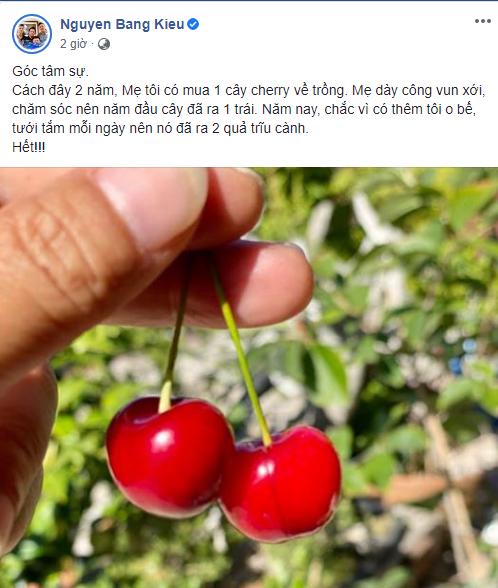 Ca sĩ Bằng Kiều chia sẻ hài hước việc trồng cherry cả năm ra 2 quả, dẫu biết trồng loại quả này khó nhưng vẫn có cách cho năng suất cao nếu chị em muốn thử sức - Ảnh 2.