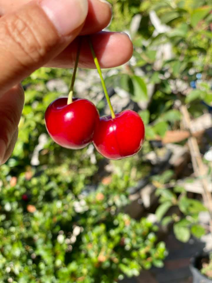 Ca sĩ Bằng Kiều chia sẻ hài hước việc trồng cherry cả năm ra 2 quả, dẫu biết trồng loại quả này khó nhưng vẫn có cách cho năng suất cao nếu chị em muốn thử sức - Ảnh 3.