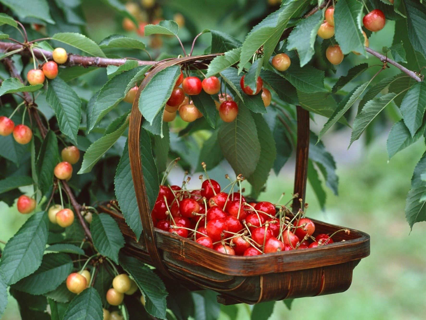 Ca sĩ Bằng Kiều chia sẻ hài hước việc trồng cherry cả năm ra 2 quả, dẫu biết trồng loại quả này khó nhưng vẫn có cách cho năng suất cao nếu chị em muốn thử sức - Ảnh 6.