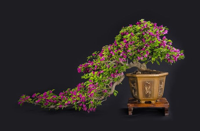 Hoa giấy leo giàn thì rực rỡ rồi, nhưng tạo thế bonsai vừa đẹp vừa sang mới là lựa chọn lý tưởng cho nhà nhỏ hẹp - Ảnh 3.