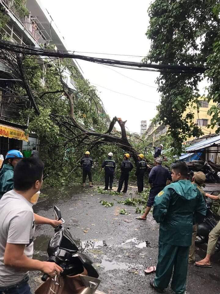 TP.HCM: Sau cơn mưa lớn kèm gió giật, nhiều cây xanh lại gãy đổ đè nhà dân, đè cả người đi đường - Ảnh 2.