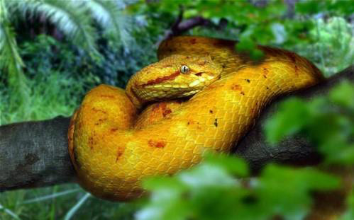 Hòn đảo nguy hiểm nhất thế giới: Quê nhà của hơn 400 nghìn con rắn, lỡ đặt chân vào xem như không có đường ra - Ảnh 2.