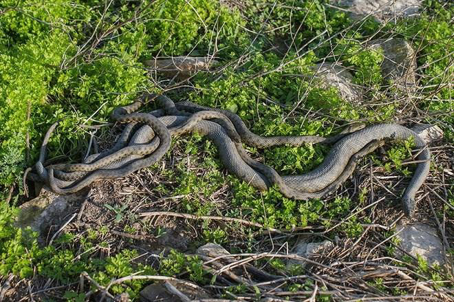 Hòn đảo nguy hiểm nhất thế giới: Quê nhà của hơn 400 nghìn con rắn, lỡ đặt chân vào xem như không có đường ra - Ảnh 3.