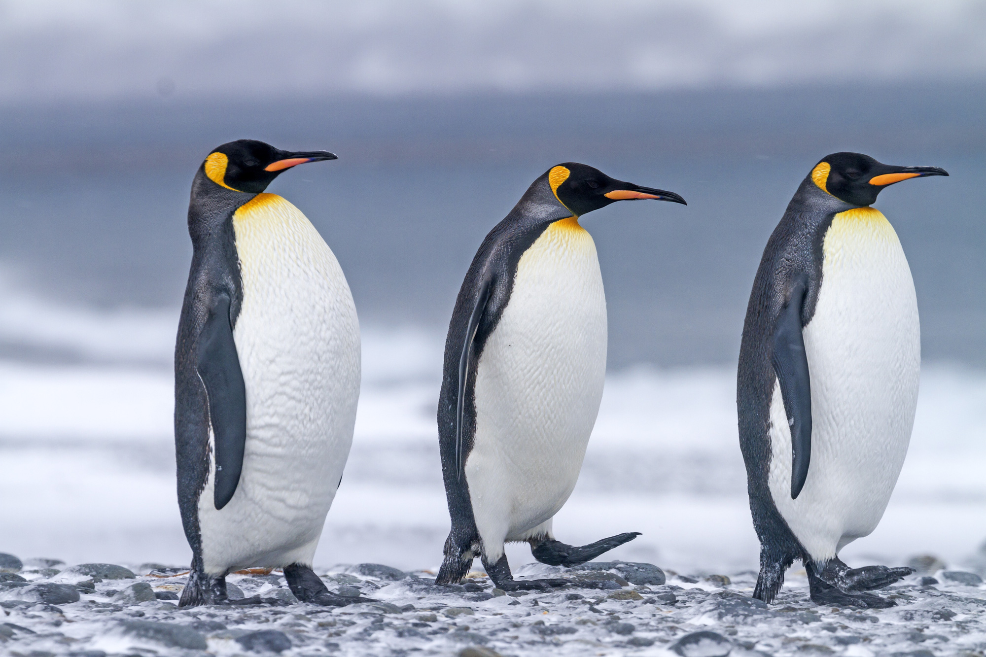 Nghiên cứu mới: Phân chim cánh cụt tạo ra khí gây cười, hít thở không khí trong khu vực thôi cũng đủ quặn ruột - Ảnh 1.