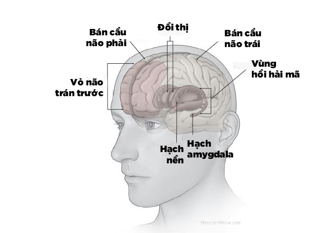 Thí nghiệm đầu tiên trong lịch sử chứng minh bộ não tự phát lại ký ức trong ngày khi bạn ngủ - Ảnh 6. Thí nghiệm đầu tiên trong lịch sử chứng minh bộ não tự phát lại ký ức trong ngày khi bạn ngủ - Ảnh 6.