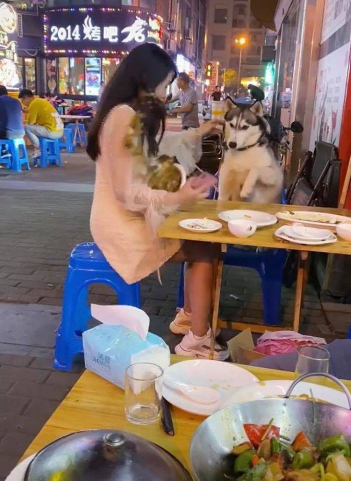 Đùa nghịch với chó lạ, cô gái phớt lờ cảnh báo của người chủ và cái kết ê chề giữa quán - Ảnh 7. Đùa nghịch với chó lạ, cô gái phớt lờ cảnh báo của người chủ và cái kết ê chề giữa quán - Ảnh 7.