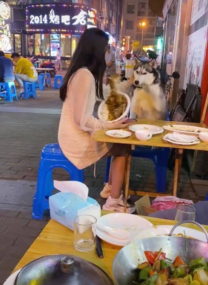Đùa nghịch với chó lạ, cô gái phớt lờ cảnh báo của người chủ và cái kết ê chề giữa quán - Ảnh 8. Đùa nghịch với chó lạ, cô gái phớt lờ cảnh báo của người chủ và cái kết ê chề giữa quán - Ảnh 8.