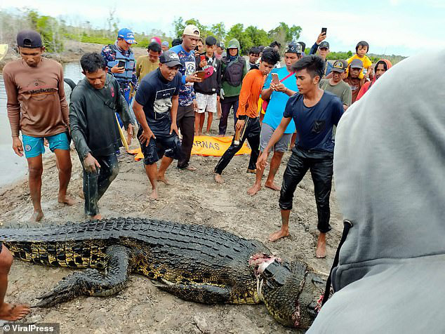 Mổ bụng cá sấu khổng lồ dài gần 6m, dân làng phát hoảng khi nhìn thấy cảnh tượng bên trong - Ảnh 1.