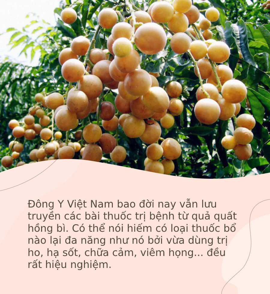 Lương y &quot;bật mí&quot; những bài thuốc trị bệnh hiệu nghiệm từ quả quất hồng bì: Đơn giản, hiệu quả cho cả trẻ em lẫn người lớn mà không thuốc bổ nào làm được - Ảnh 1.