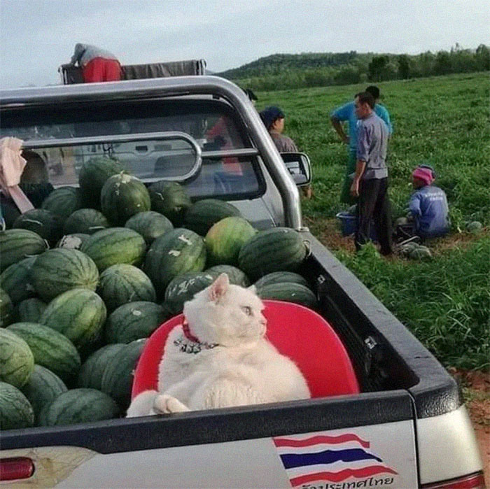 Ông mèo trông quầy dưa hấu bất ngờ nổi tiếng vì biểu cảm nhăn nhó khó chịu - Ảnh 6.