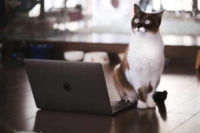 Nhật Bản: Họp từ xa xong sếp vẫn bắt online chỉ để ngắm mèo nhà nhân viên - Ảnh 1.