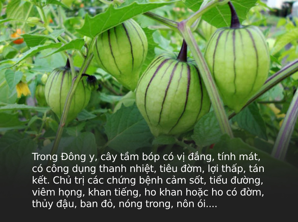 Đây là loại quả mà người Việt chỉ coi là cỏ dại, sang Nhật được tôn &quot;thảo dược quý&quot; chữa đủ thứ bệnh, bán giá 700k/kg vẫn cháy hàng - Ảnh 2.