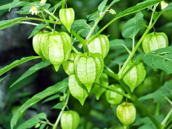 Đây là loại quả mà người Việt chỉ coi là cỏ dại, sang Nhật được tôn &quot;thảo dược quý&quot; chữa đủ thứ bệnh, bán giá 700k/kg vẫn cháy hàng - Ảnh 3.
