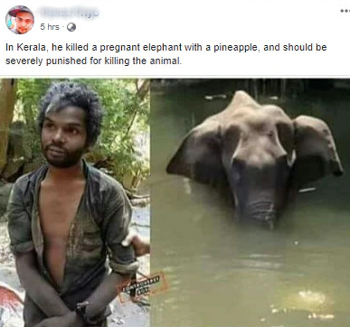 Sự thật bức ảnh người đàn ông bị nghi là thủ phạm cho voi mẹ ăn trái dứa có thuốc nổ và chết tức tưởi cùng đứa con trong bụng - Ảnh 1.