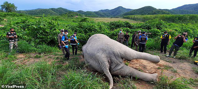 Mò vào vườn xoài kiếm thức ăn, voi bị điện giật chết, chủ vườn có nguy cơ bị truy tố hình sự - Ảnh 2.