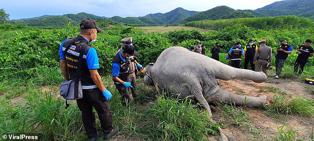 Mò vào vườn xoài kiếm thức ăn, voi bị điện giật chết, chủ vườn có nguy cơ bị truy tố hình sự - Ảnh 4.