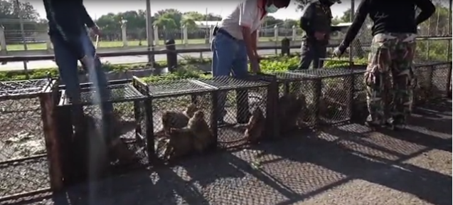 Xót xa chú khỉ con bị bắt cóc khỏi mẹ, hằng ngày phải hái 1.000 trái dừa theo ý chủ - Ảnh 1.