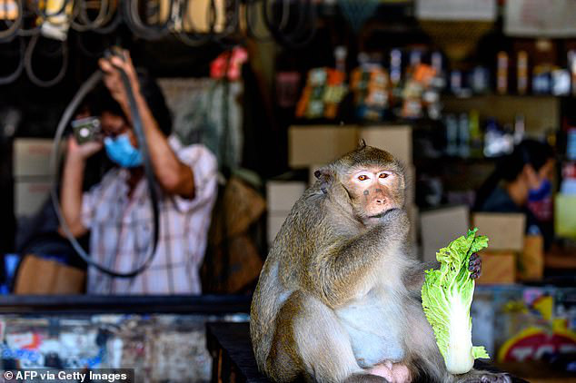 Xót xa chú khỉ con bị bắt cóc khỏi mẹ, hằng ngày phải hái 1.000 trái dừa theo ý chủ - Ảnh 6.