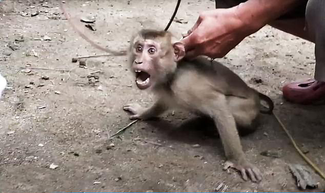 Xót xa chú khỉ con bị bắt cóc khỏi mẹ, hằng ngày phải hái 1.000 trái dừa theo ý chủ - Ảnh 5.