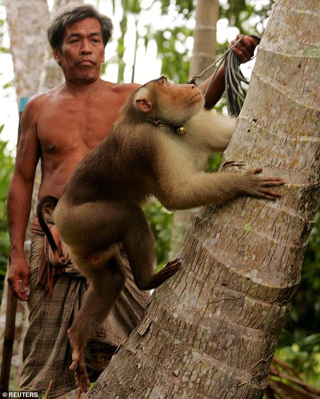 Xót xa chú khỉ con bị bắt cóc khỏi mẹ, hằng ngày phải hái 1.000 trái dừa theo ý chủ - Ảnh 2.