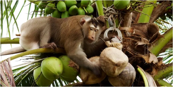 Xót xa chú khỉ con bị bắt cóc khỏi mẹ, hằng ngày phải hái 1.000 trái dừa theo ý chủ - Ảnh 3.