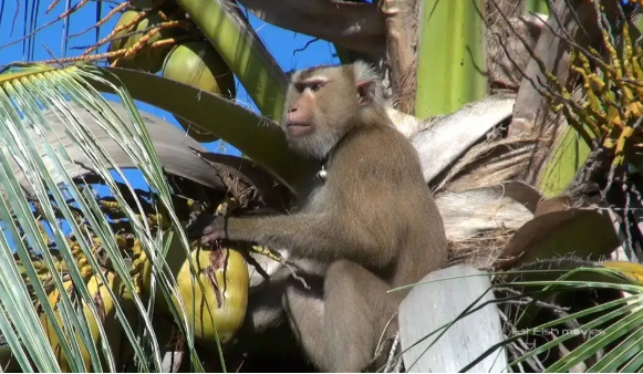 Xót xa chú khỉ con bị bắt cóc khỏi mẹ, hằng ngày phải hái 1.000 trái dừa theo ý chủ - Ảnh 4.
