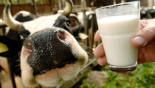 CDC cảnh báo: 8 sự thật cần biết ngay về sữa tươi không được tiệt trùng - Ảnh 7.