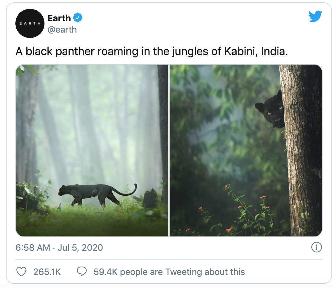 Nhiếp ảnh gia dành 12 tiếng/ngày trong 5 năm liên tục, lang thang trong rừng để chụp được chú báo đen đẹp như bước từ trong The Jungle Book ra - Ảnh 3.
