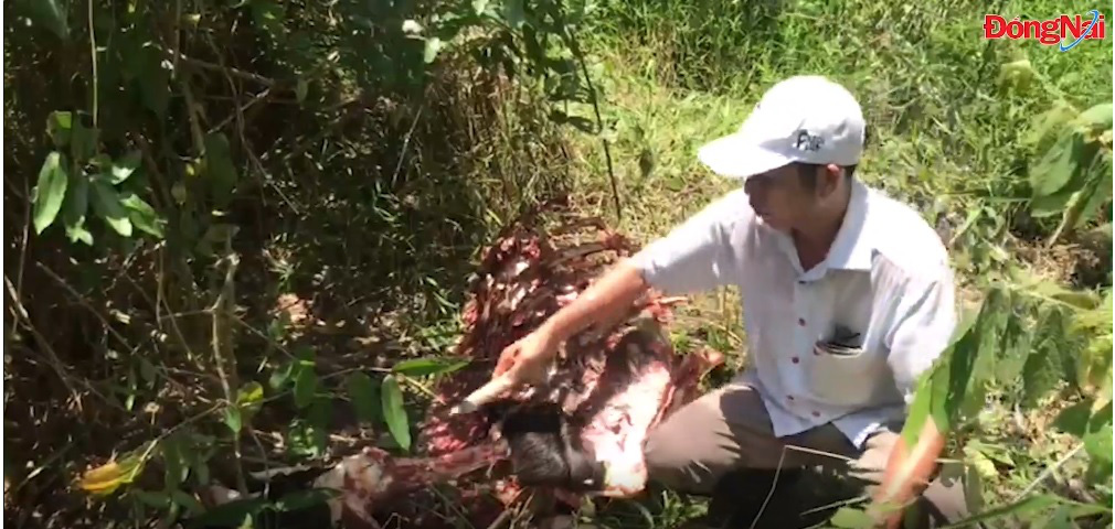 Bò tót 200kg bị giết hại ở VQG Cát Tiên, nhóm đối tượng khả nghi liều lĩnh chống trả bằng hơi cay - Ảnh 1.