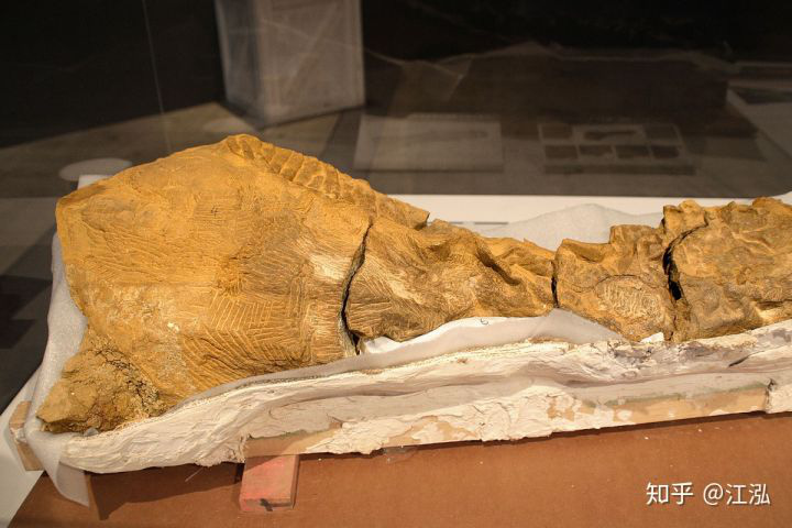Phát hiện ra xác ướp khủng long có dấu chân hình móng ngựa tại Hoa Kỳ - Ảnh 2.
