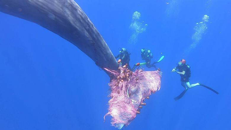 24h qua ảnh: Thợ lặn giúp cá voi khổng lồ thoát khỏi lưới đánh cá - Ảnh 3.