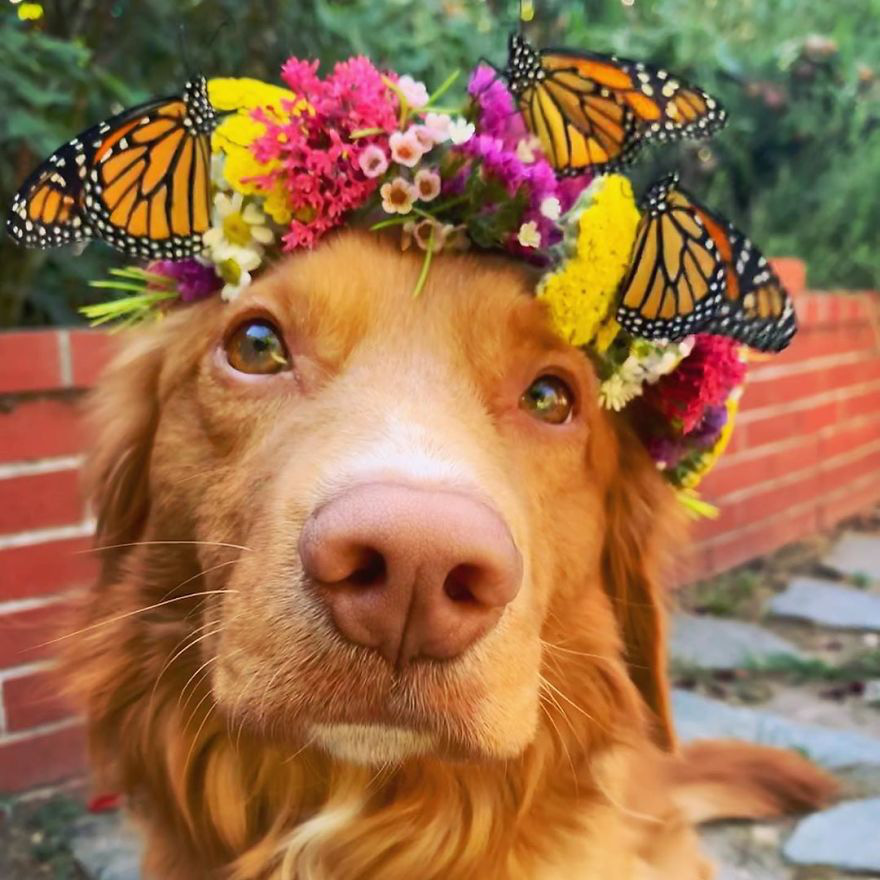 Gặp gỡ chú chó siêu yêu chơi thân với tất cả bươm bướm trong vườn - Ảnh 4.