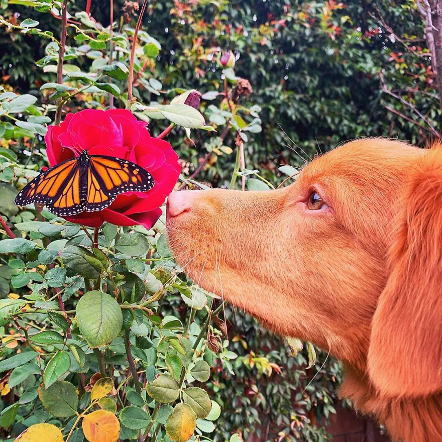 Gặp gỡ chú chó siêu yêu chơi thân với tất cả bươm bướm trong vườn - Ảnh 2.