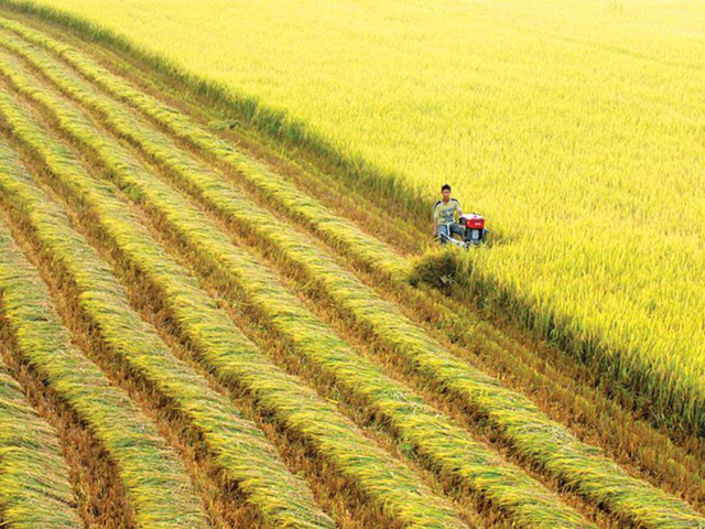 Dân số toàn cầu sẽ đạt 9,7 tỷ năm 2050, làm sao nông nghiệp Việt Nam vừa đáp ứng nhu cầu, vừa không gây ô nhiễm? - Ảnh 1.