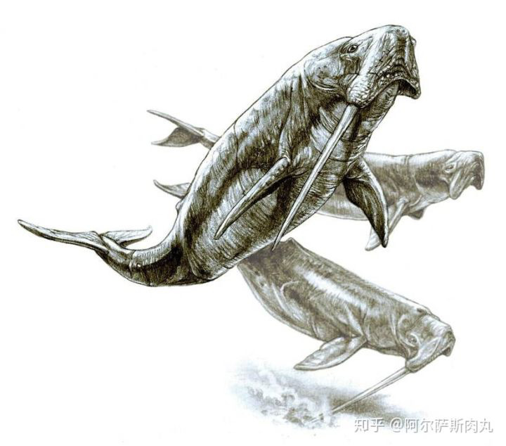 Odobenocetops: Loài cá voi kỳ lạ có cặp ngà bên dài bên ngắn - Ảnh 1.