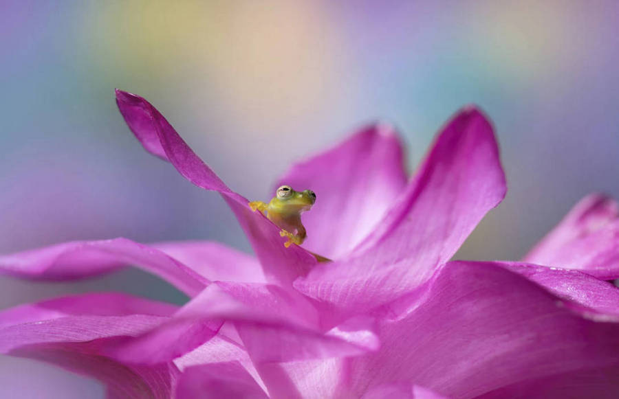 Chiêm ngưỡng các tác phẩm xuất sắc đoạt giải cuộc thi nhiếp ảnh cận cảnh Macro Art Photo Awards 2020 - Ảnh 1. Chiêm ngưỡng các tác phẩm xuất sắc đoạt giải cuộc thi nhiếp ảnh cận cảnh Macro Art Photo Awards 2020 - Ảnh 1.