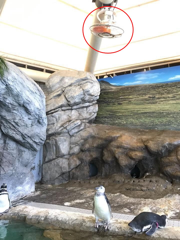 Khách tham quan thủy cung Nhật Bản thấy chú chim cánh cụt đứng bất động như hóa đá, nhìn lên trần nhà mới vỡ lẽ lý do - Ảnh 3.