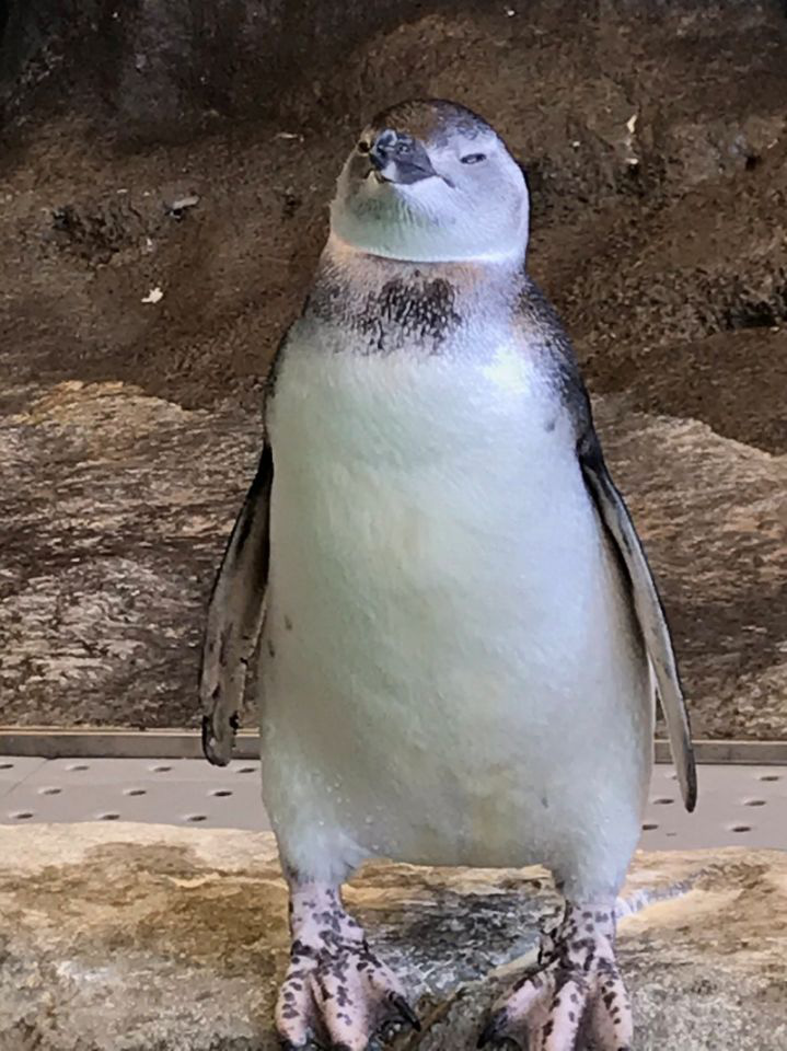 Khách tham quan thủy cung Nhật Bản thấy chú chim cánh cụt đứng bất động như hóa đá, nhìn lên trần nhà mới vỡ lẽ lý do - Ảnh 1.