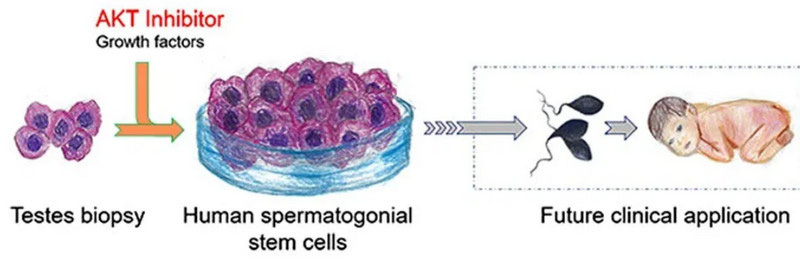 Các nhà khoa học đã có thể nuôi cấy thành công tinh trùng người từ tế bào gốc tinh trùng - Ảnh 2.