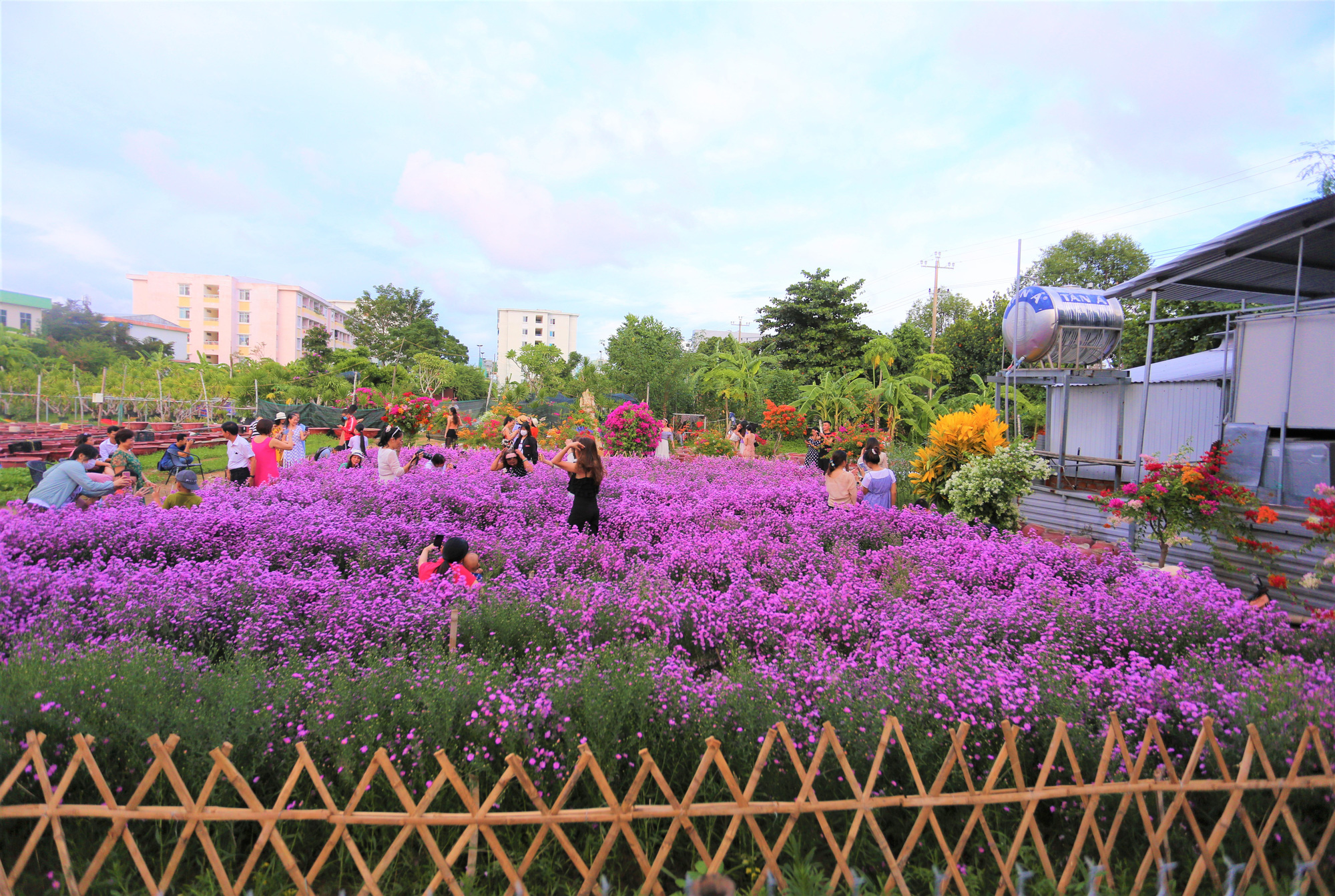 Vườn hoa thạch thảo trong phố hút khách 